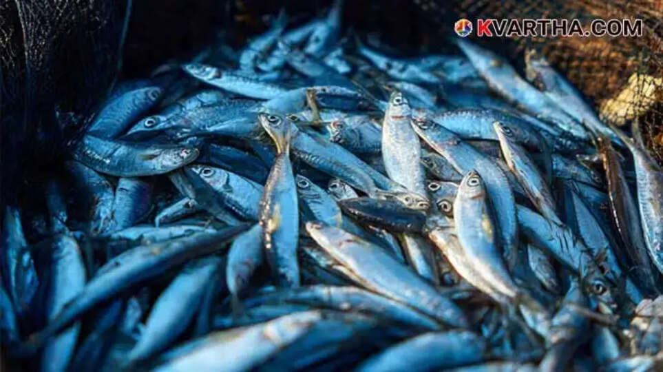 Image Representing CMFRI reports record sardine catch in Kerala