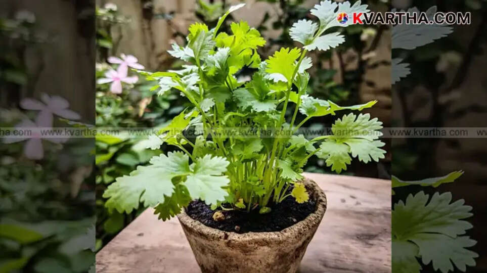 Freshly grown coriander leaves in a home garden.