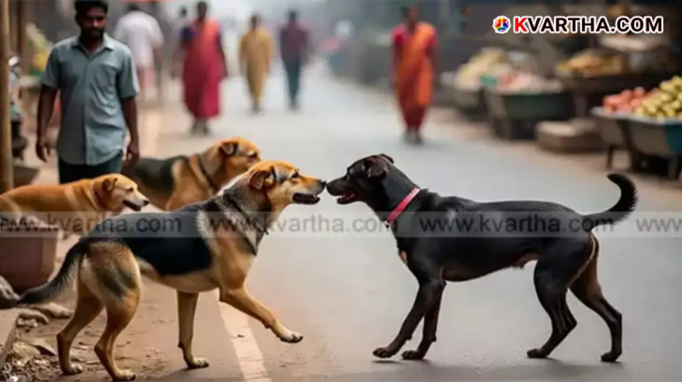  Three-year-old girl injured by stray dog in Ernakulam