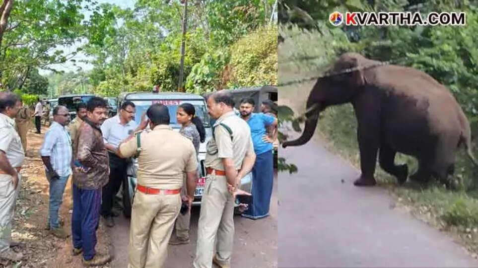 Forest department efforts to control elephants, Kerala wildlife rescue