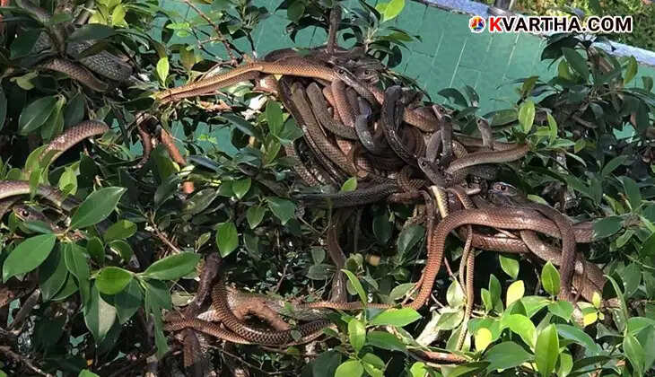 Vietnam's Dong Tam Snake Farm with king cobras and vipers