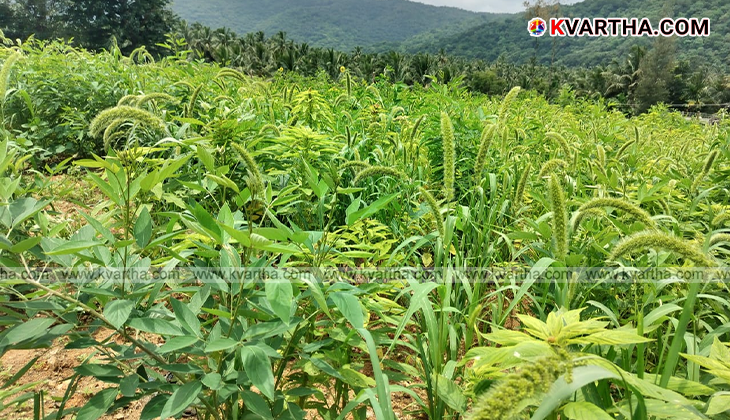 Tribal farmers harvesting ragi in Attappadi