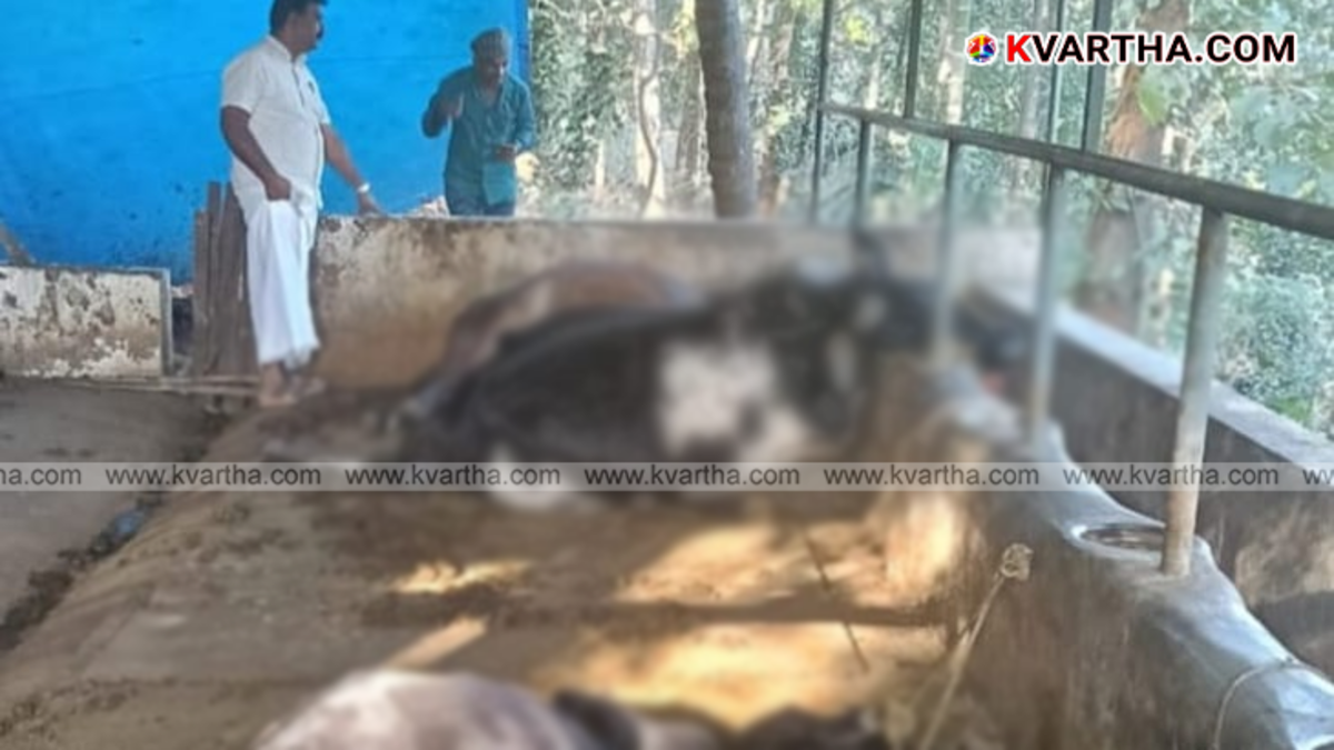 Cows killed by wild animal in a farm at Iritty Palathumkadavu
