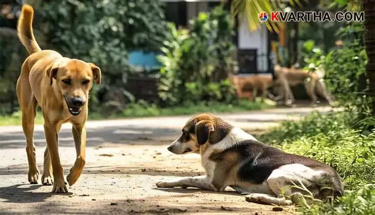 Image Representing Seven-Year-Old Hospitalized with Rabies in Thiruvananthapuram