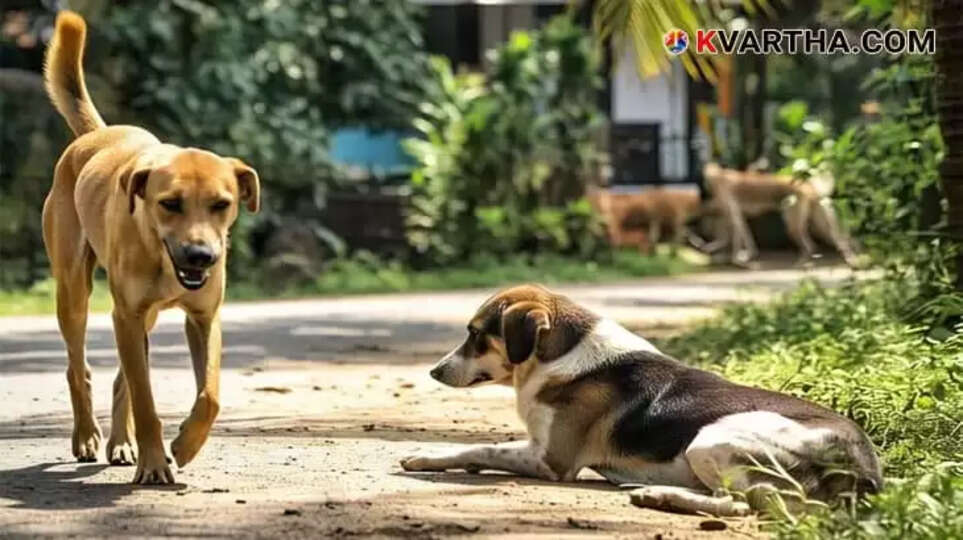 Image Representing Seven-Year-Old Hospitalized with Rabies in Thiruvananthapuram
