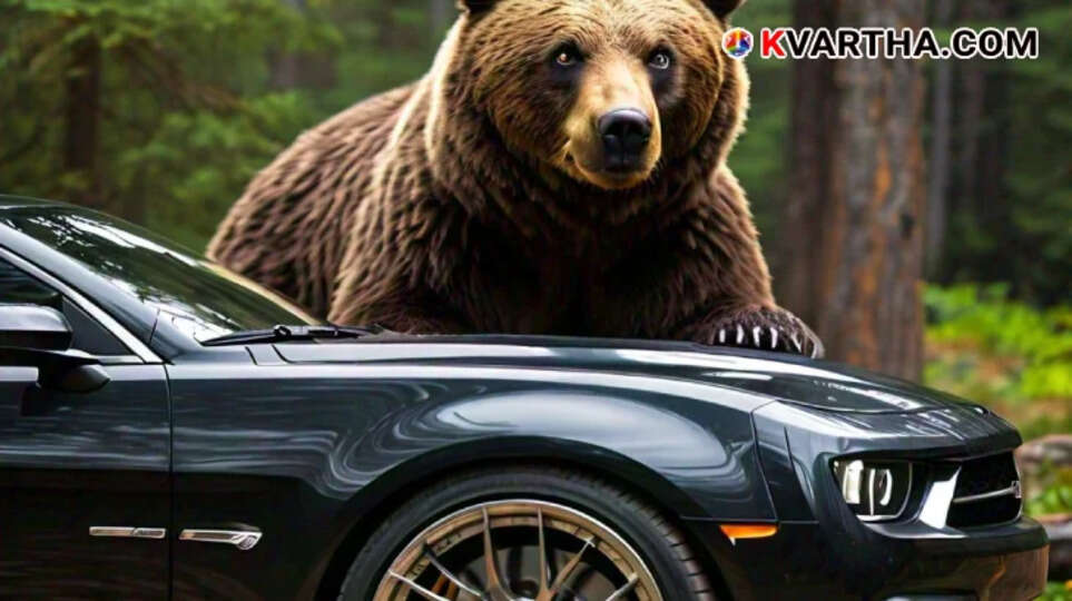 insurance fraud in bear costume four arrested in california