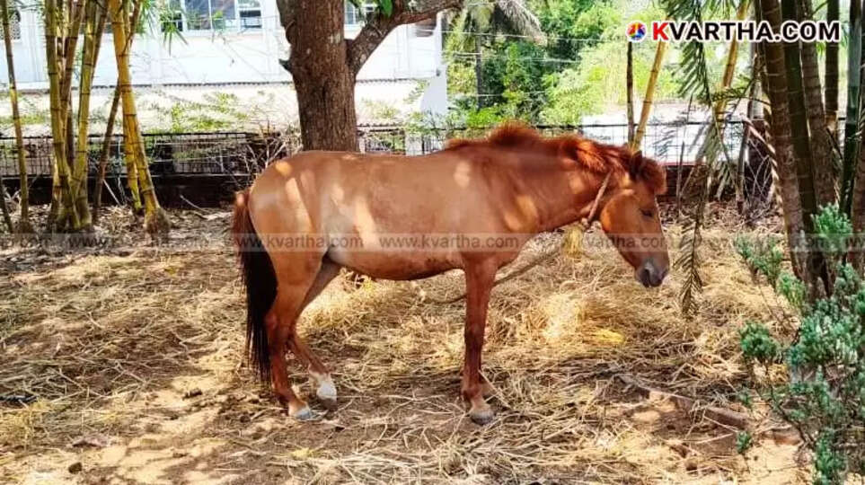 Taliparamba municipality horse auction,