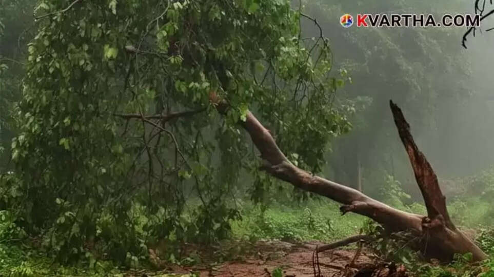  Image Representing Migrant Worker Dies Tragically After Tree Branch Falls While Collecting Firewood