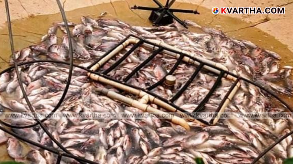 Dead fish in a drained water tank at a farm in Taliparamba and retired SI Francis inspecting the damage.