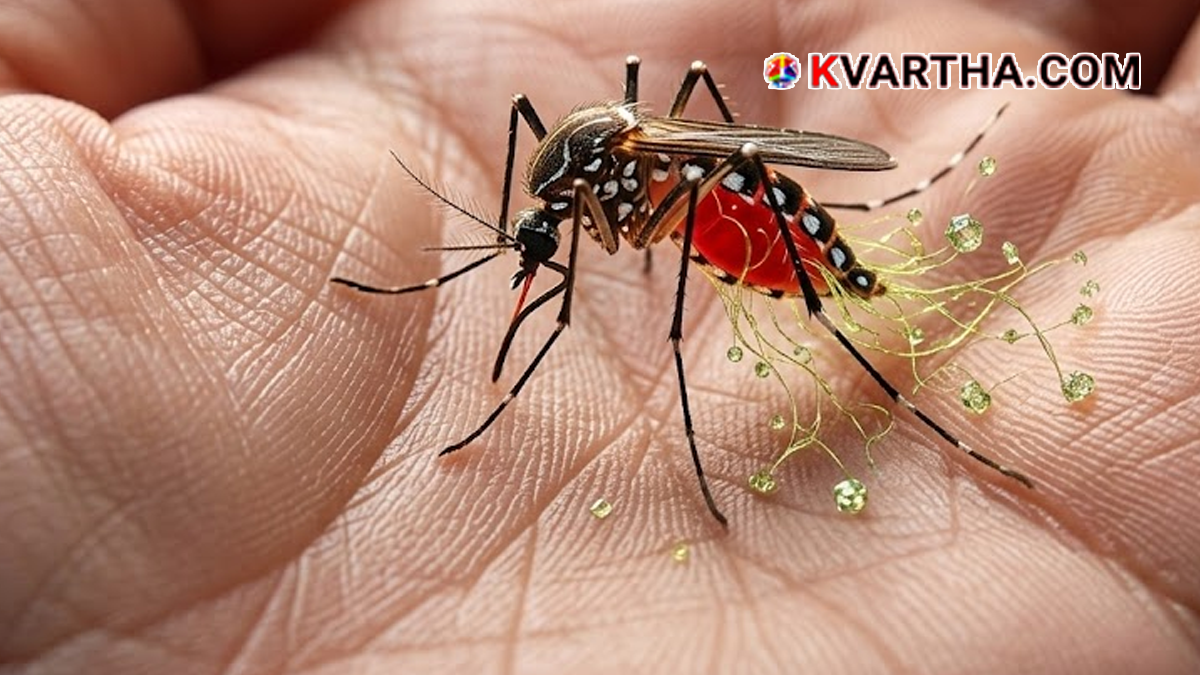 Medical advice for dengue fever prevention.
