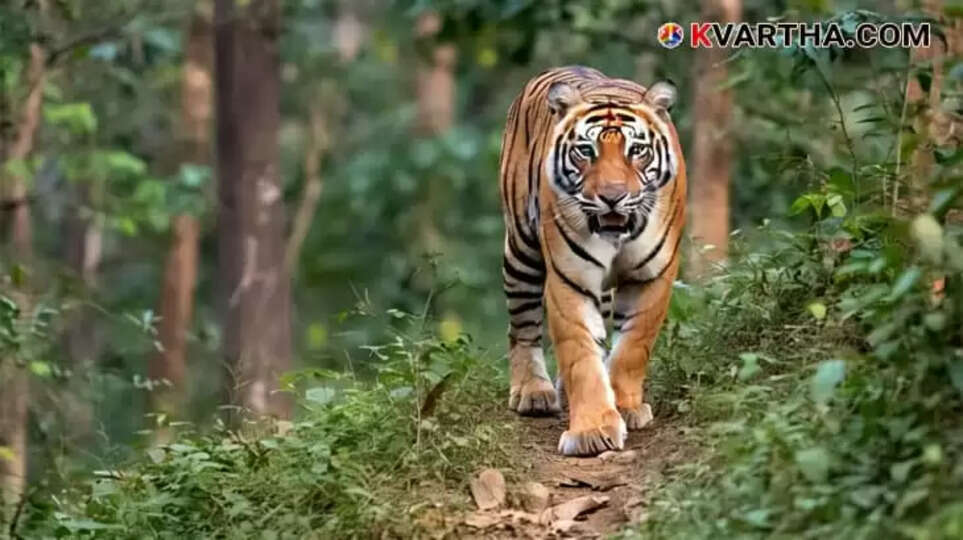 Image Representing DFO Injured During Tiger Capture Mission in Malappuram