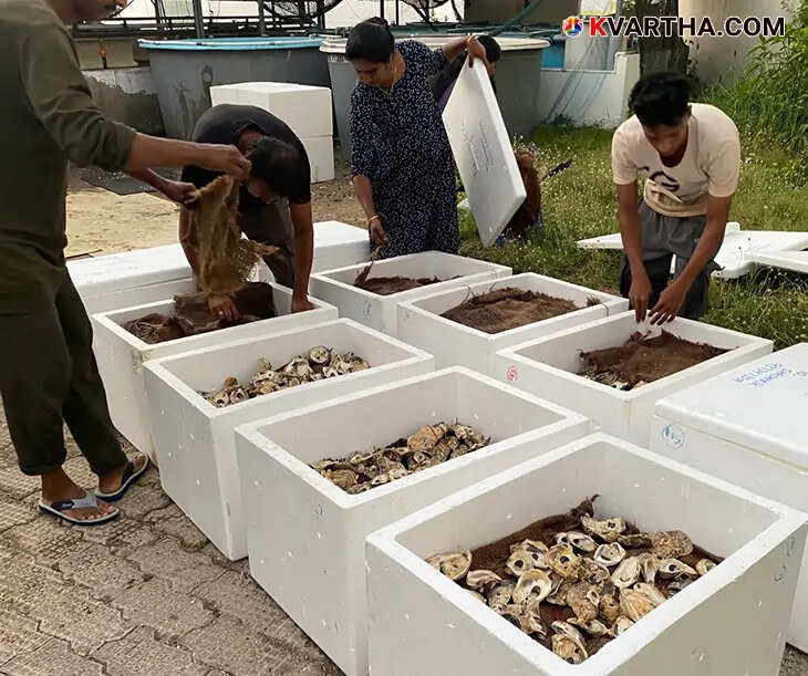 CMFRI providing oyster seeds to tribal farmers in Maharashtra.