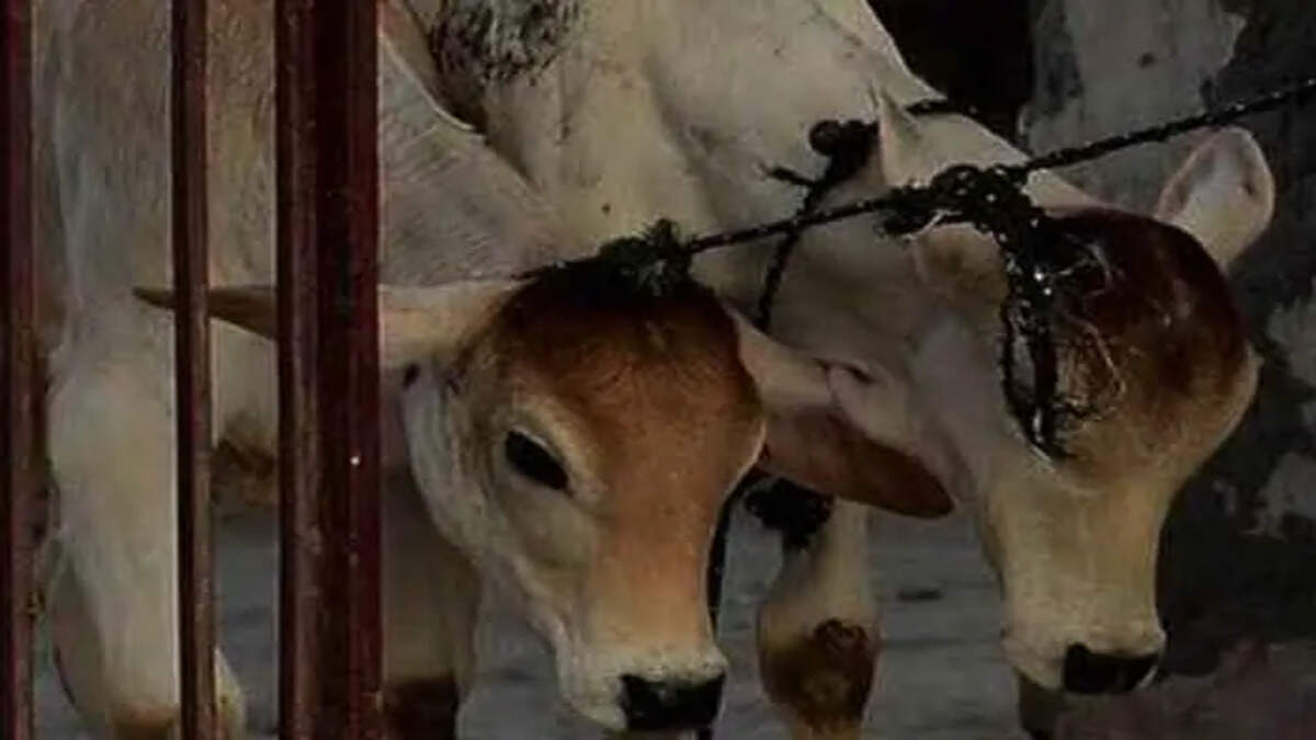 Cow