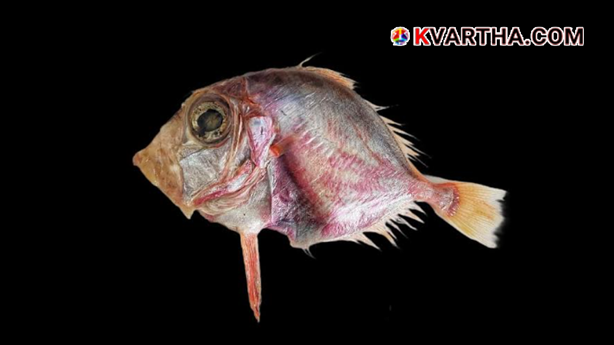 Cyttopsis indica fish discovered in Arabian Sea