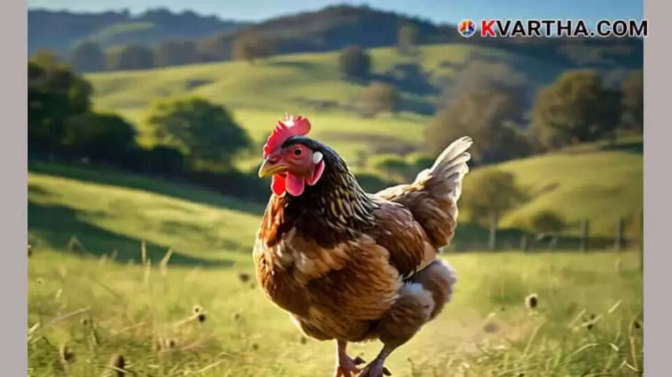 An old man killed in a dispute over a chicken in Thamilnadu Thanchavoor