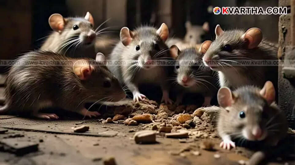 Betsy Hackman, wife of Jean Hackman, who died of Hantavirus Pulmonary Syndrome