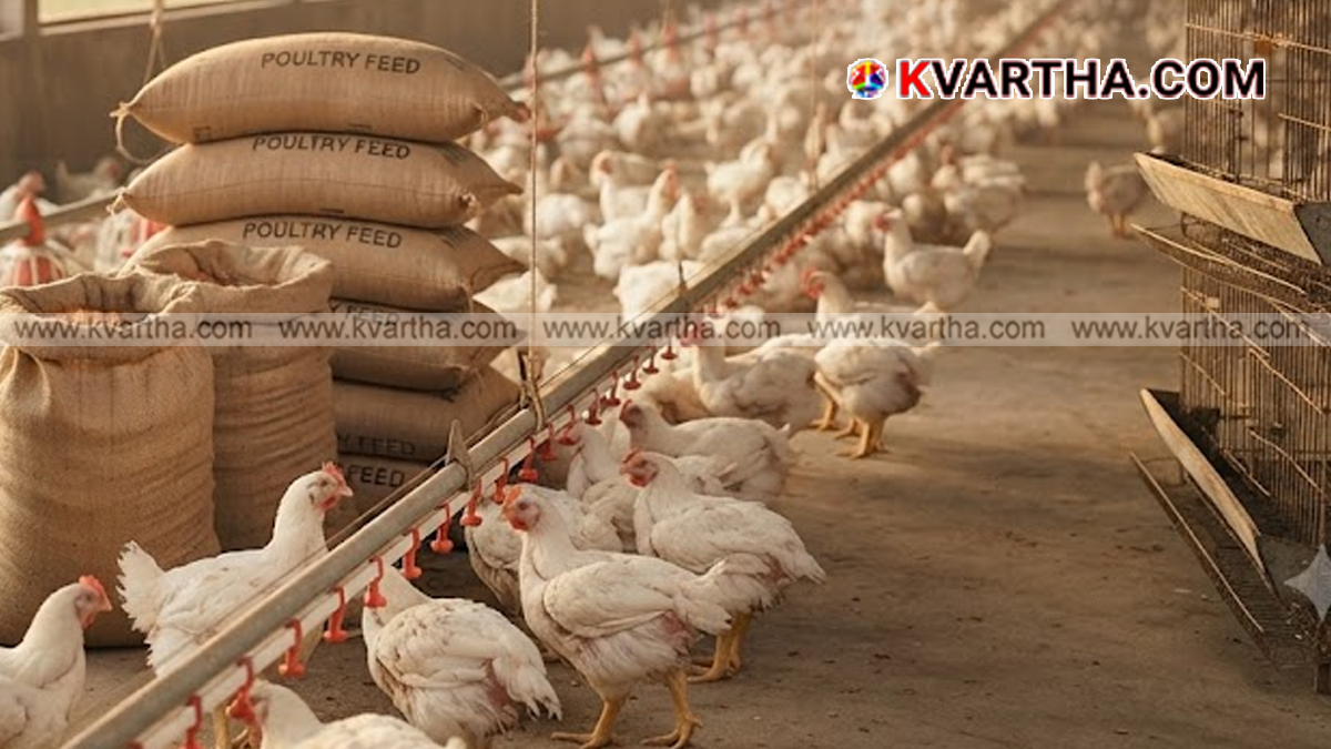 Chicken market trend representation