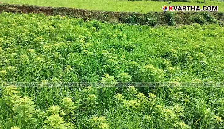 Tribal farmers harvesting ragi in Attappadi