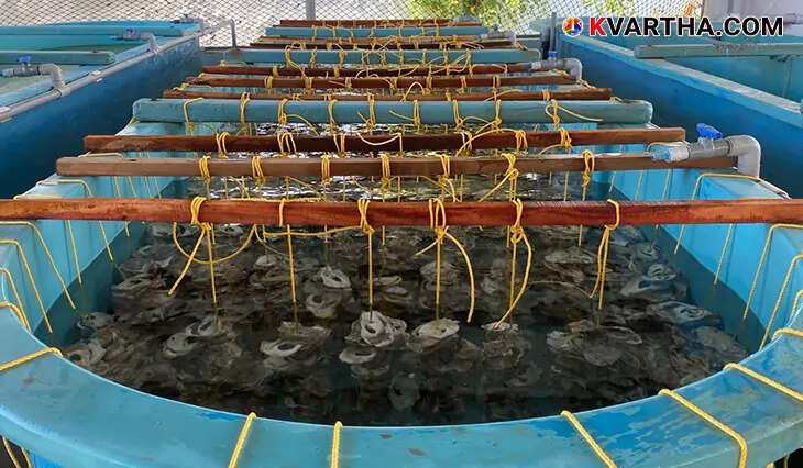 CMFRI providing oyster seeds to tribal farmers in Maharashtra.
