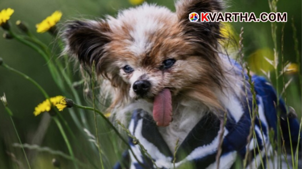 File photo of Lazare, the 30-year-old Continental Toy Spaniel Papillon believed to be the world's oldest dog.