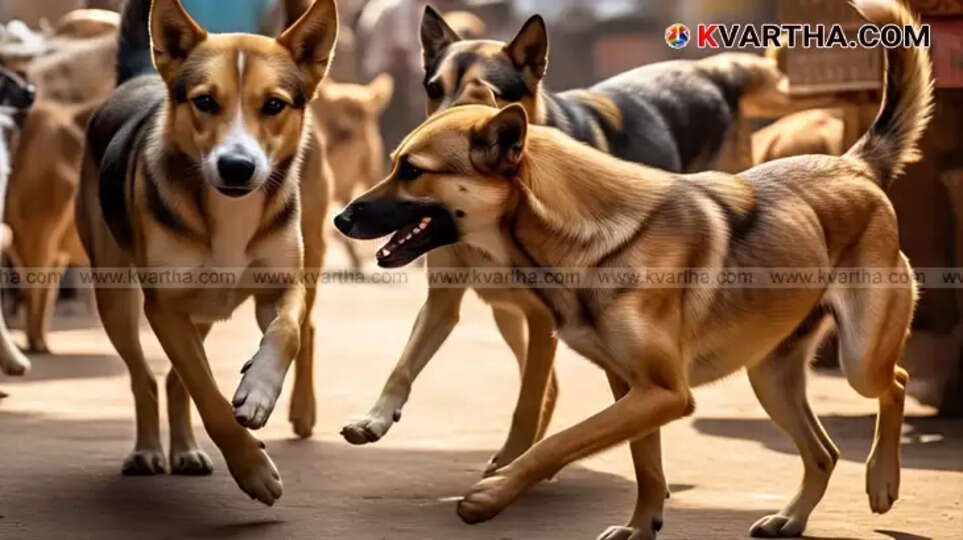 Stray dogs gathered near Thiruvalla Taluk Hospital causing fear among patients and staff.