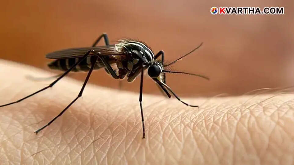Anopheles mosquito, the vector for malaria transmission.