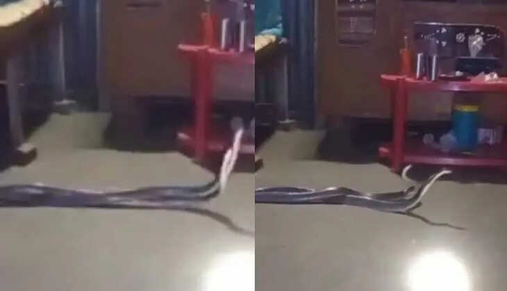 Snake Fight in Bedroom