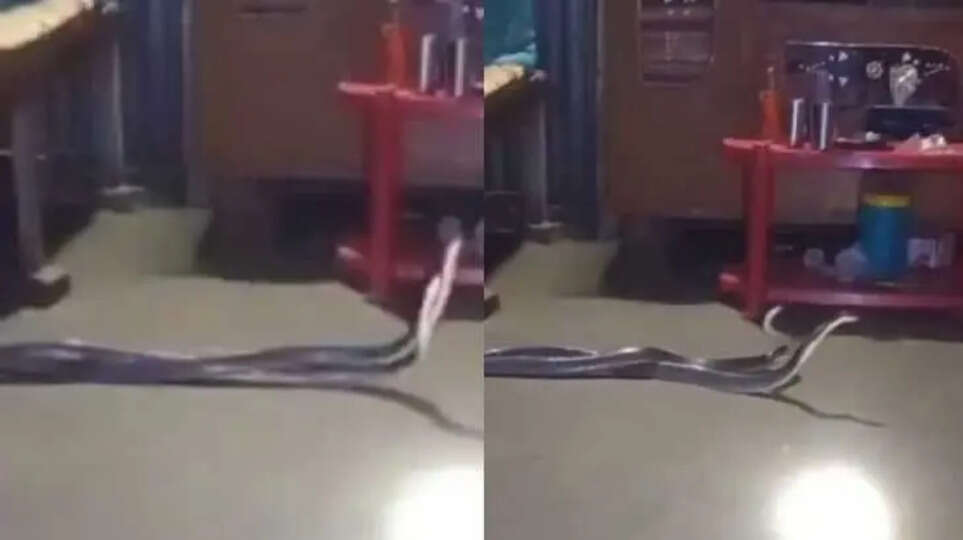 Snake Fight in Bedroom