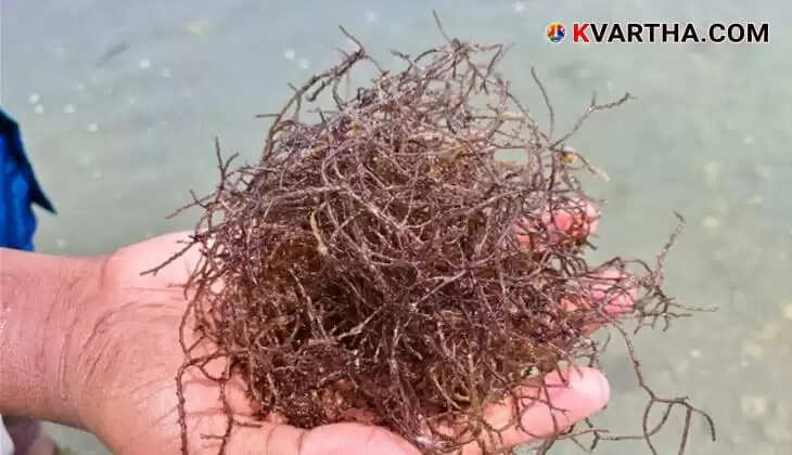 India International Seaweed Expo and Summit to be Held in Kochi on January 29 and 30 at CMFRI