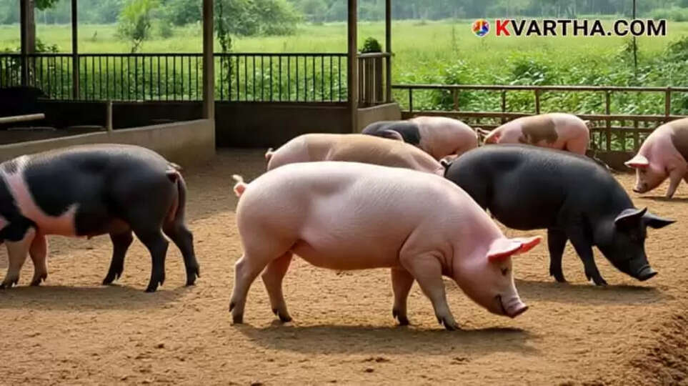 Image Representing African Swine Fever Confirmed in Kozhikode District Mass Pig Deaths Reported Pork Sale Outlets Ordered to Close