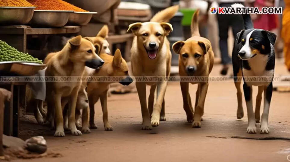 Stray dogs roaming on a street in Kannur, highlighting the dog menace.