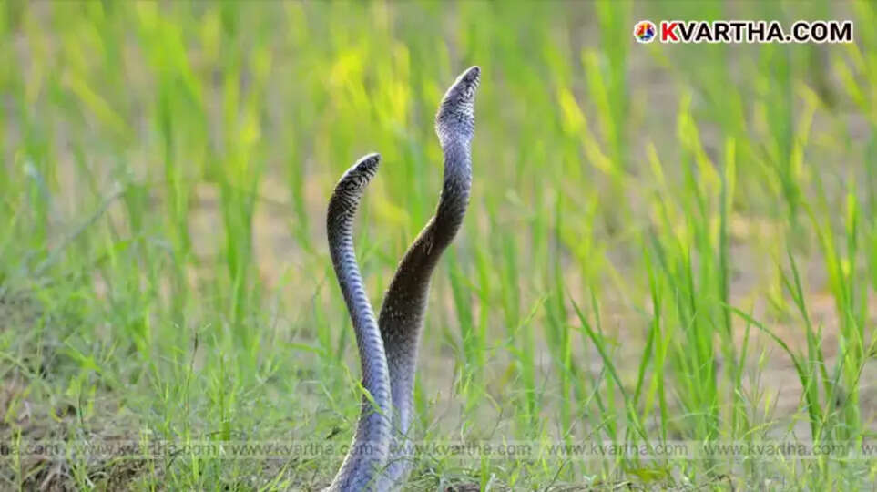  Two snakes mating on roadside in Pune, captured by locals