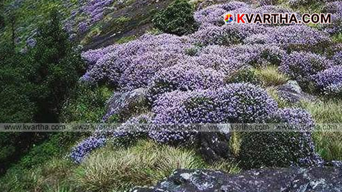 Representational image reflecting Neelakurinji flowers and Thodupuzha forest investigation context
