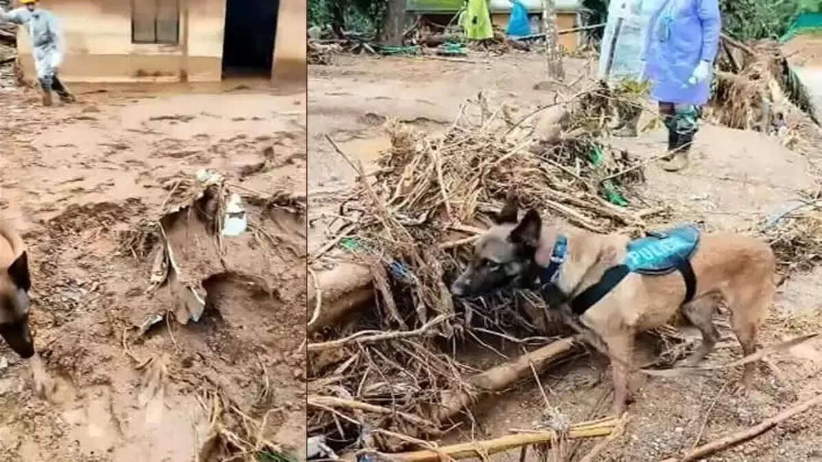 wayanad landslide expert team to probe, Wayanad Kerala News, Accident.