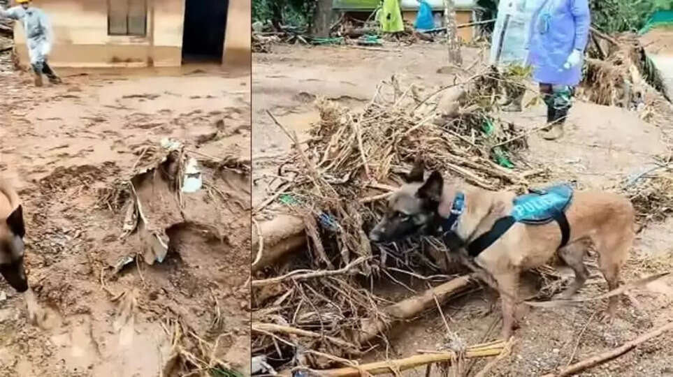 wayanad landslide expert team to probe, Wayanad Kerala News, Accident.