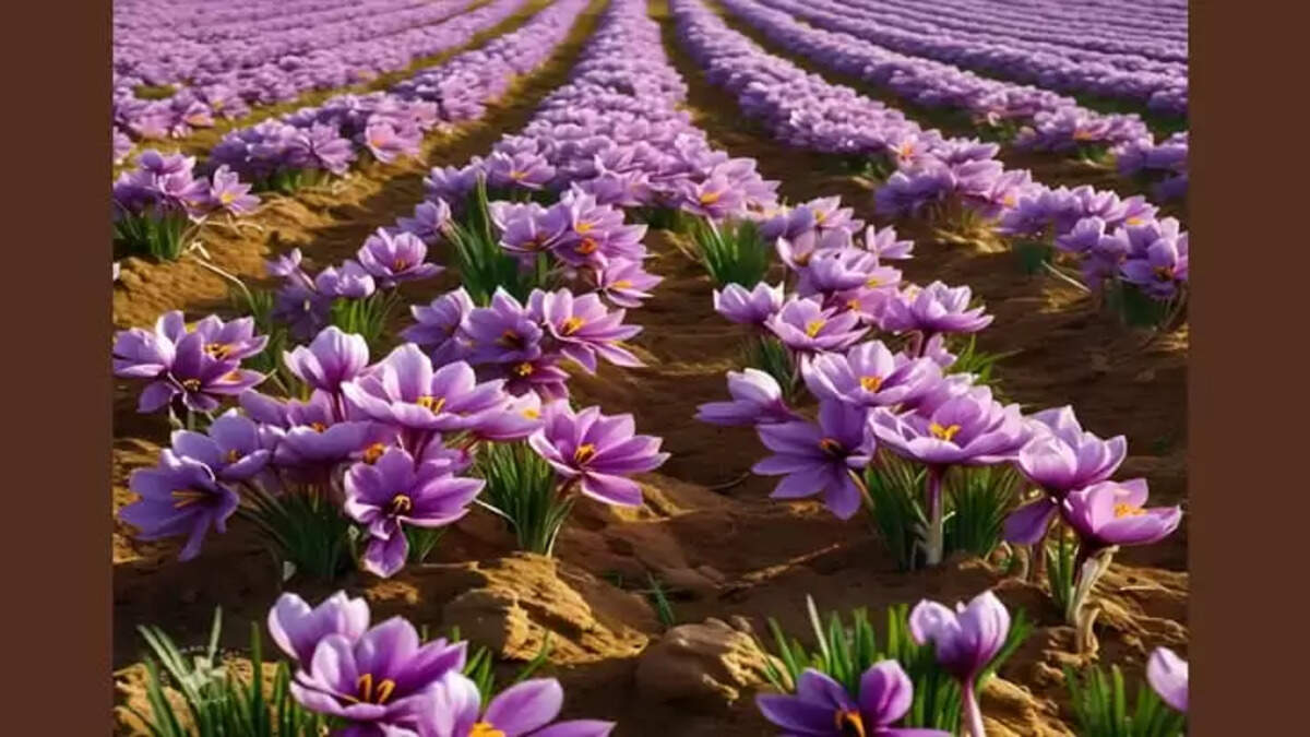 Saudi Arabia to increase production of Saffron