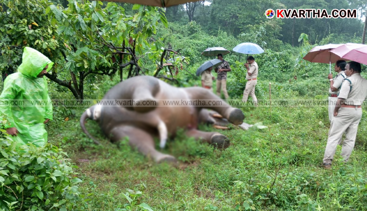 Dead wild elephant in Aralam Farm residential area.