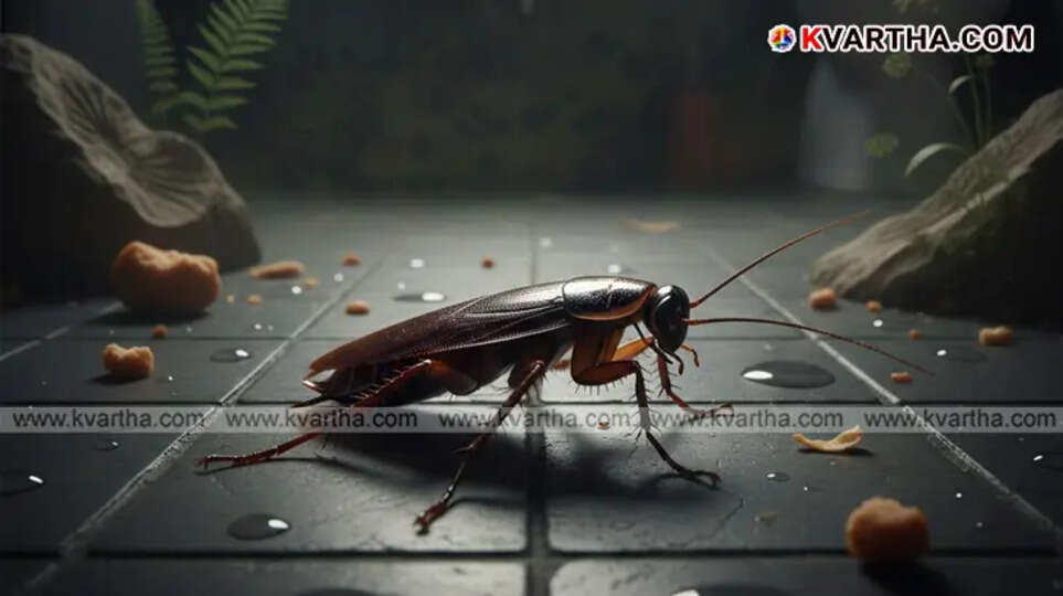 Close-up of a cockroach