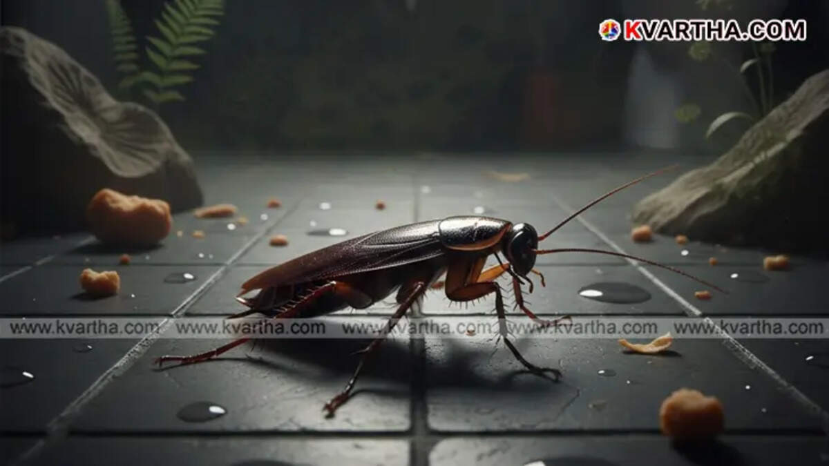 Close-up of a cockroach