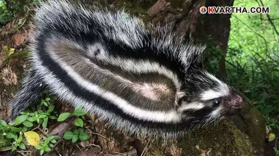  Close-up photo of a Crested Rat