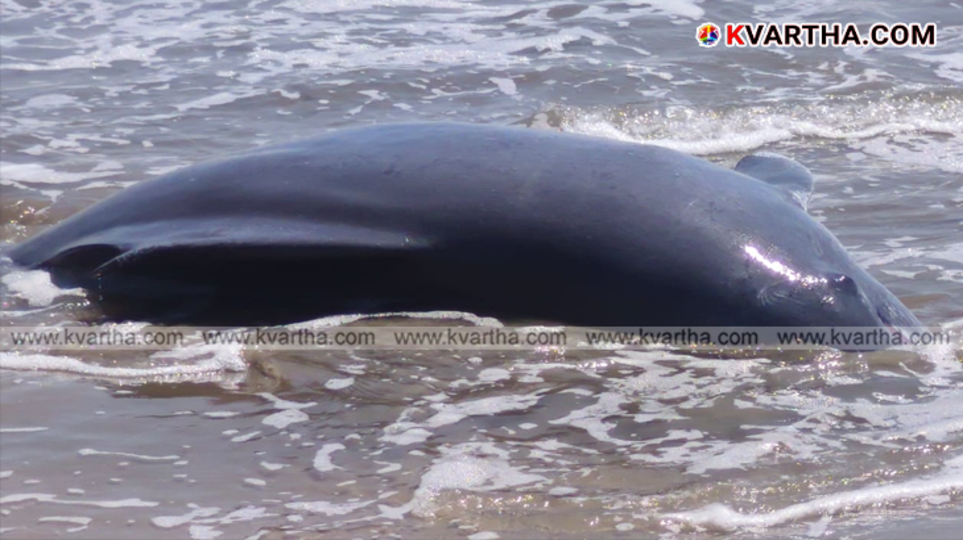 A symbolic scene of a dolphin and the beach washed ashore at Payyambalam beach.