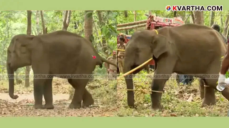 Injured elephant being tranquilized in Karikkottakkara