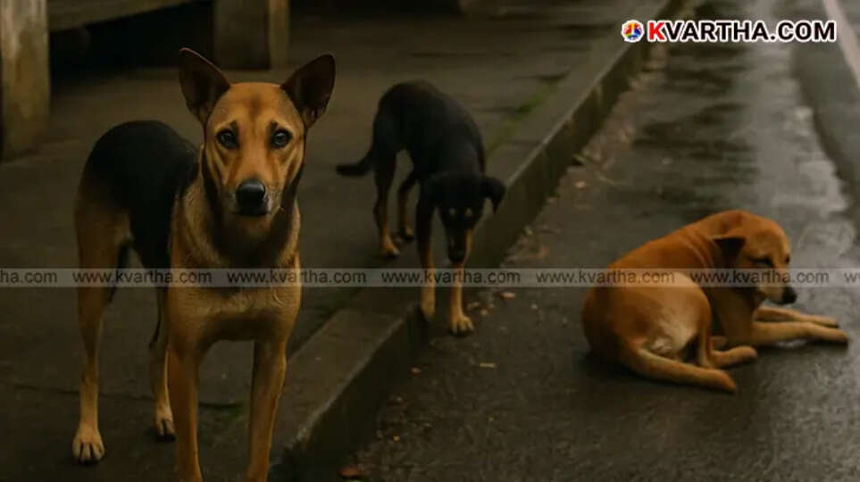Stray dog on the street symbolizing the rabies threat in Kerala