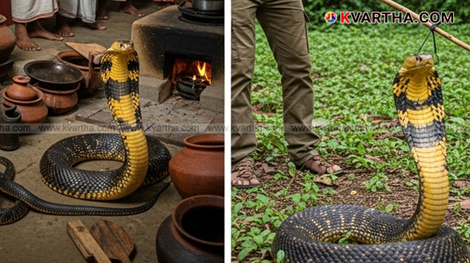 A giant king cobra being rescued from a house in Vaniyappara, Kannur.