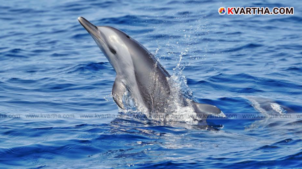 Dolphin swimming near Indian fishing boat