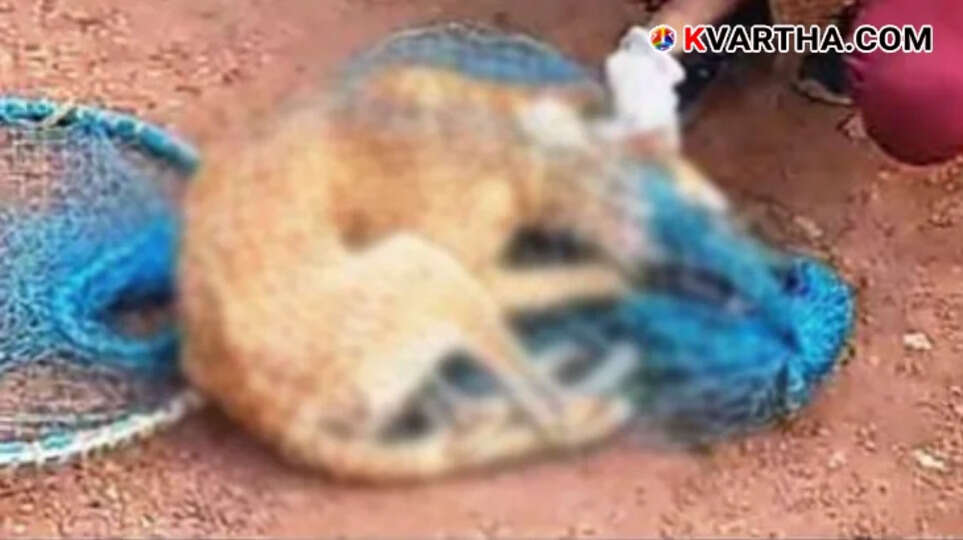 stray dog that terrorized thaliparamba captured after biting