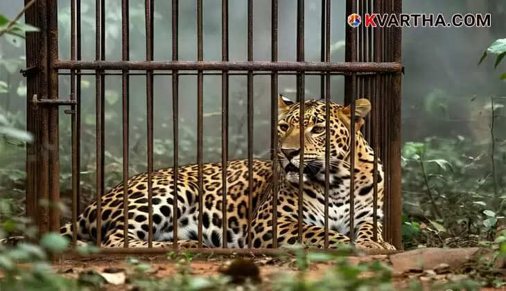 Leopard Trapped in Cage Set for Man-Eating Tiger in Malappuram's Kalikavu