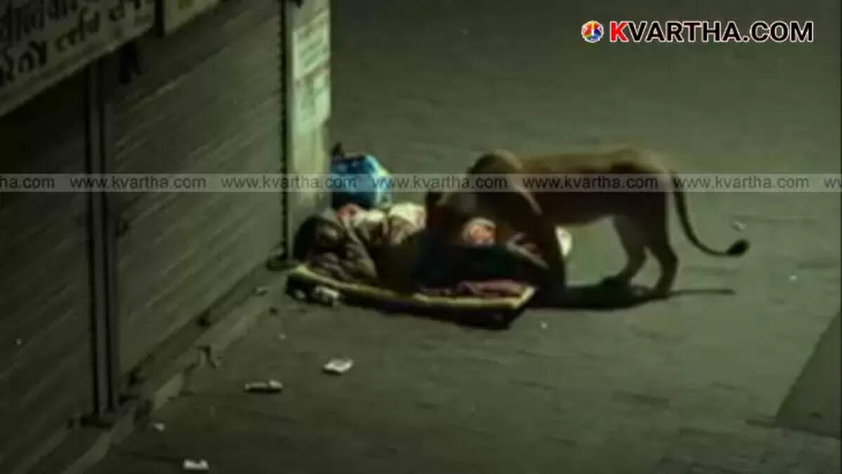 Lion approaches a man sleeping on a sidewalk in a viral video