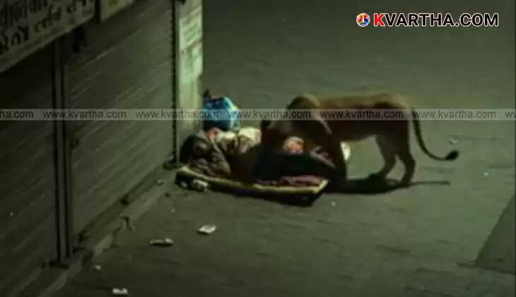 Lion approaches a man sleeping on a sidewalk in a viral video