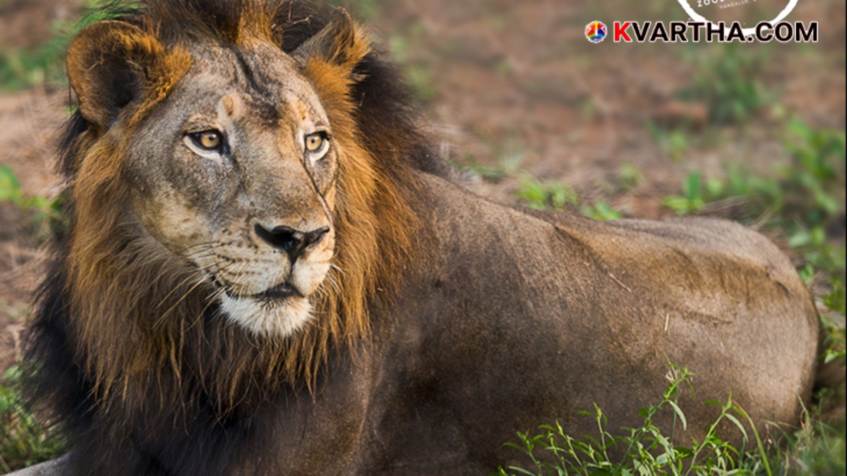Missing lion Sheryar adopted by Sivakarthikeyan